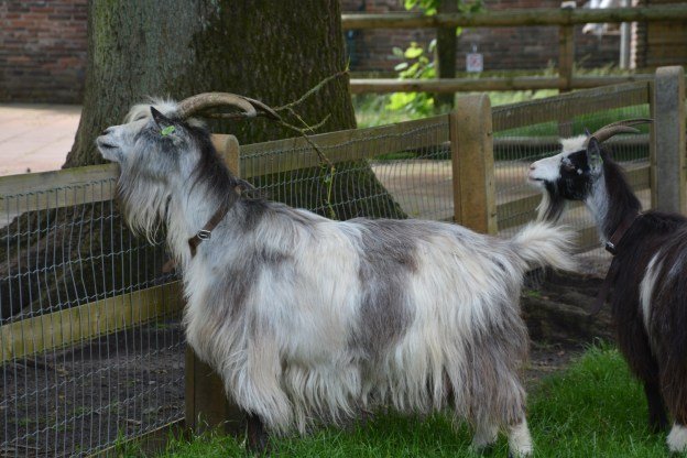 Chicken road online in Netherlands