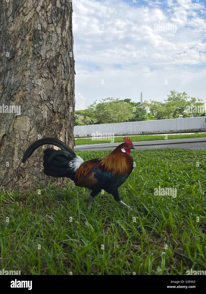 France - chicken road en ligne